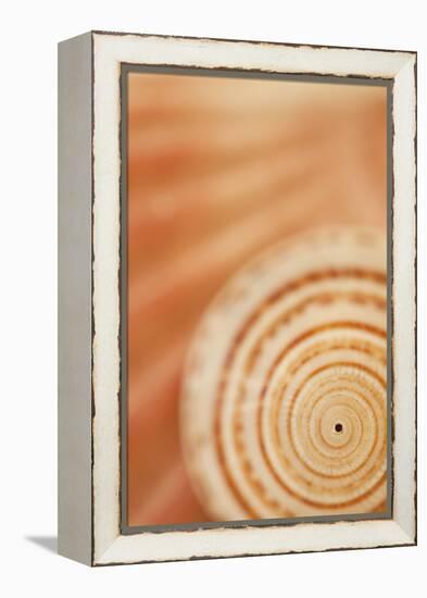 Sea Shell VI-Karyn Millet-Framed Premier Image Canvas