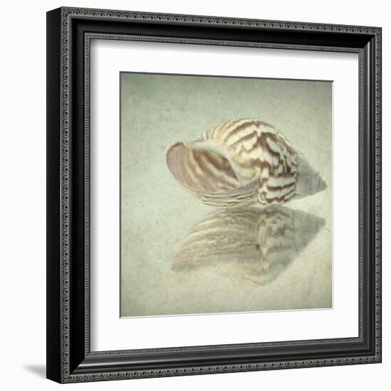 Sea Shell-Judy Stalus-Framed Art Print