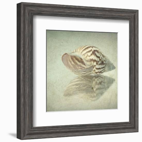 Sea Shell-Judy Stalus-Framed Art Print