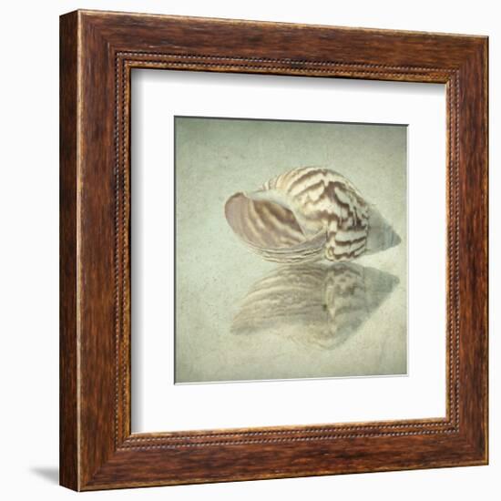 Sea Shell-Judy Stalus-Framed Art Print