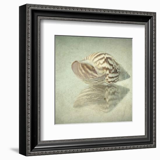 Sea Shell-Judy Stalus-Framed Art Print