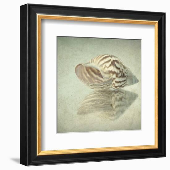 Sea Shell-Judy Stalus-Framed Art Print