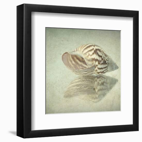 Sea Shell-Judy Stalus-Framed Art Print