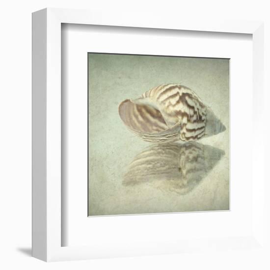 Sea Shell-Judy Stalus-Framed Art Print