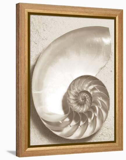 Sea Shell-Doug Chinnery-Framed Premier Image Canvas