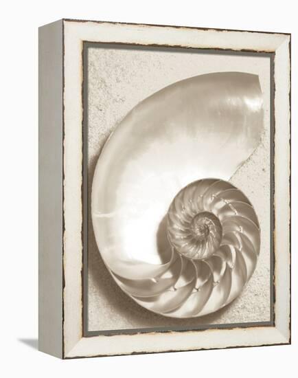 Sea Shell-Doug Chinnery-Framed Premier Image Canvas