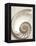 Sea Shell-Doug Chinnery-Framed Premier Image Canvas