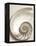 Sea Shell-Doug Chinnery-Framed Premier Image Canvas