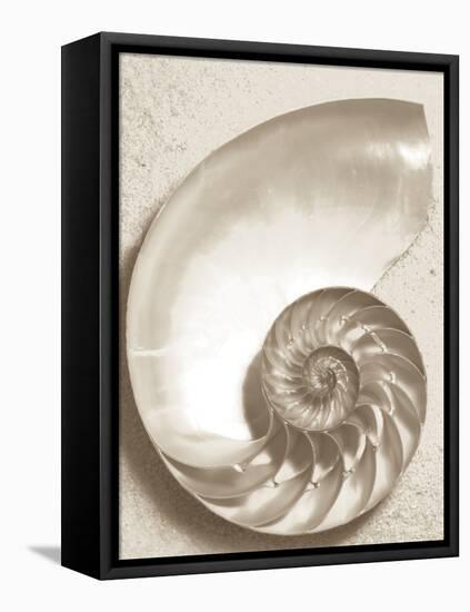 Sea Shell-Doug Chinnery-Framed Premier Image Canvas