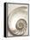 Sea Shell-Doug Chinnery-Framed Premier Image Canvas