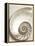 Sea Shell-Doug Chinnery-Framed Premier Image Canvas