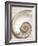 Sea Shell-Doug Chinnery-Framed Photographic Print