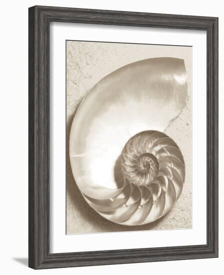 Sea Shell-Doug Chinnery-Framed Photographic Print