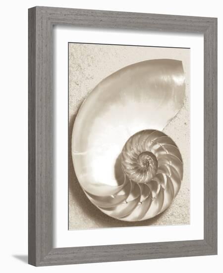 Sea Shell-Doug Chinnery-Framed Photographic Print