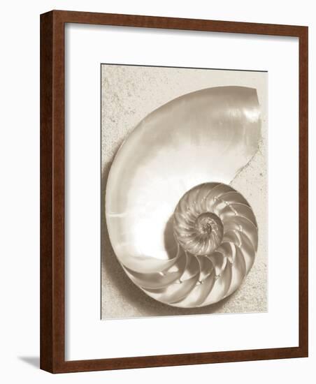 Sea Shell-Doug Chinnery-Framed Photographic Print