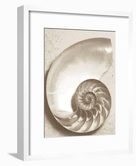 Sea Shell-Doug Chinnery-Framed Photographic Print