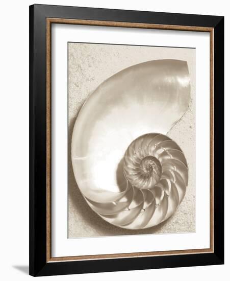 Sea Shell-Doug Chinnery-Framed Photographic Print