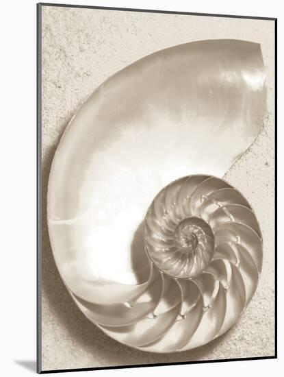 Sea Shell-Doug Chinnery-Mounted Photographic Print