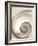 Sea Shell-Doug Chinnery-Framed Photographic Print