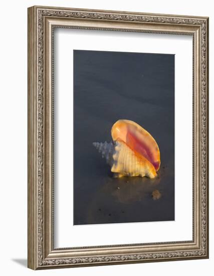 Sea Shell-null-Framed Photographic Print