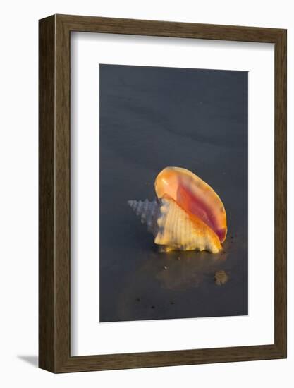 Sea Shell-null-Framed Photographic Print