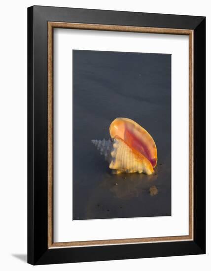 Sea Shell-null-Framed Photographic Print