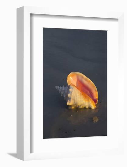 Sea Shell-null-Framed Photographic Print