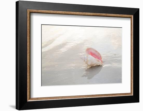 Sea Shell-null-Framed Photographic Print