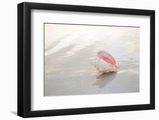 Sea Shell-null-Framed Photographic Print