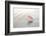 Sea Shell-null-Framed Photographic Print