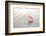 Sea Shell-null-Framed Photographic Print