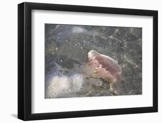 Sea Shell-Lynn M^ Stone-Framed Photographic Print