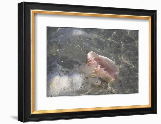 Sea Shell-Lynn M^ Stone-Framed Photographic Print