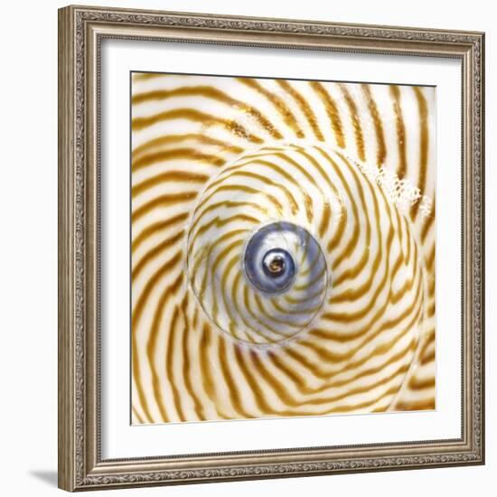 Sea Shelll Abst No.20-Shams Rasheed-Framed Giclee Print