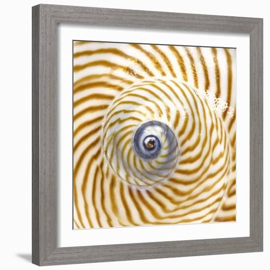 Sea Shelll Abst No.20-Shams Rasheed-Framed Giclee Print