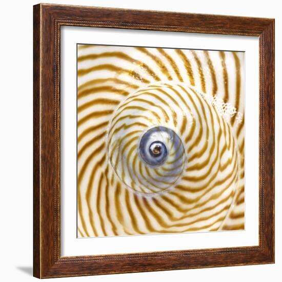 Sea Shelll Abst No.20-Shams Rasheed-Framed Giclee Print