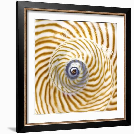 Sea Shelll Abst No.20-Shams Rasheed-Framed Giclee Print