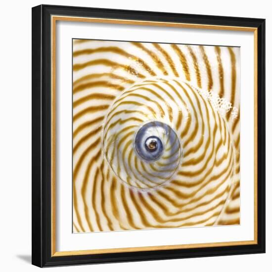 Sea Shelll Abst No.20-Shams Rasheed-Framed Giclee Print