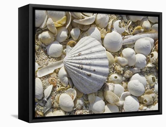 Sea Shells, Hebrides, Scotland, United Kingdom, Europe-Mark Harding-Framed Premier Image Canvas