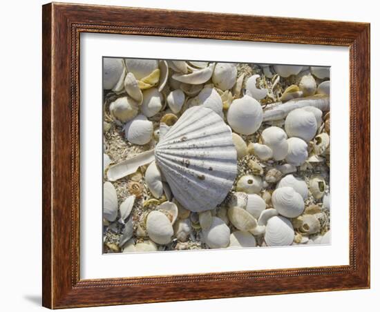 Sea Shells, Hebrides, Scotland, United Kingdom, Europe-Mark Harding-Framed Photographic Print