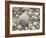 Sea Shells, Hebrides, Scotland, United Kingdom, Europe-Mark Harding-Framed Photographic Print