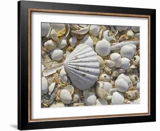 Sea Shells, Hebrides, Scotland, United Kingdom, Europe-Mark Harding-Framed Photographic Print