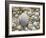 Sea Shells, Hebrides, Scotland, United Kingdom, Europe-Mark Harding-Framed Photographic Print