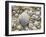 Sea Shells, Hebrides, Scotland, United Kingdom, Europe-Mark Harding-Framed Photographic Print