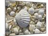 Sea Shells, Hebrides, Scotland, United Kingdom, Europe-Mark Harding-Mounted Photographic Print