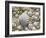 Sea Shells, Hebrides, Scotland, United Kingdom, Europe-Mark Harding-Framed Photographic Print