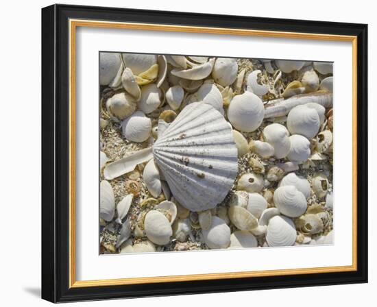 Sea Shells, Hebrides, Scotland, United Kingdom, Europe-Mark Harding-Framed Photographic Print