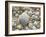 Sea Shells, Hebrides, Scotland, United Kingdom, Europe-Mark Harding-Framed Photographic Print