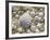 Sea Shells, Hebrides, Scotland, United Kingdom, Europe-Mark Harding-Framed Photographic Print