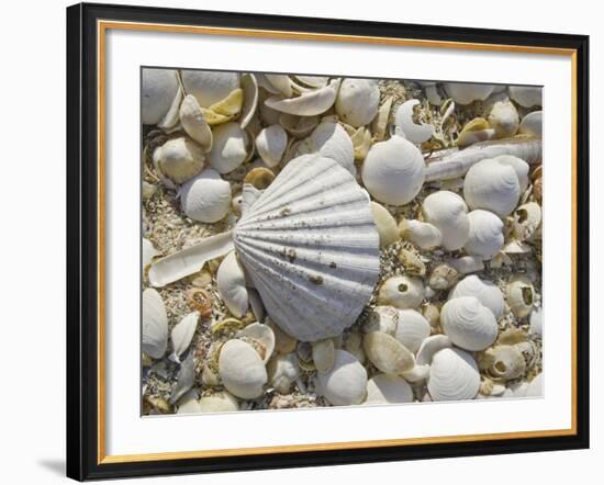 Sea Shells, Hebrides, Scotland, United Kingdom, Europe-Mark Harding-Framed Photographic Print